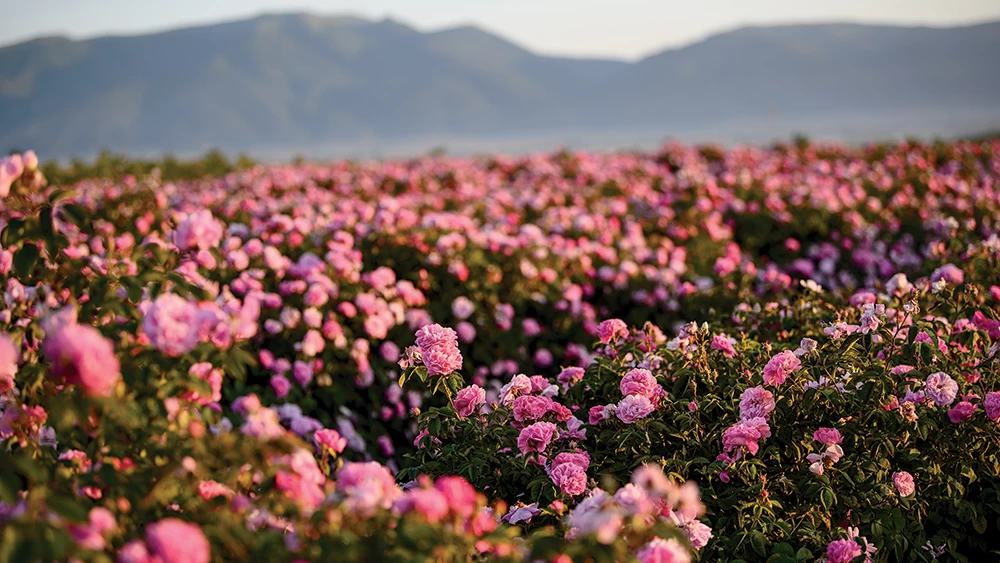 rose festival bulgaria