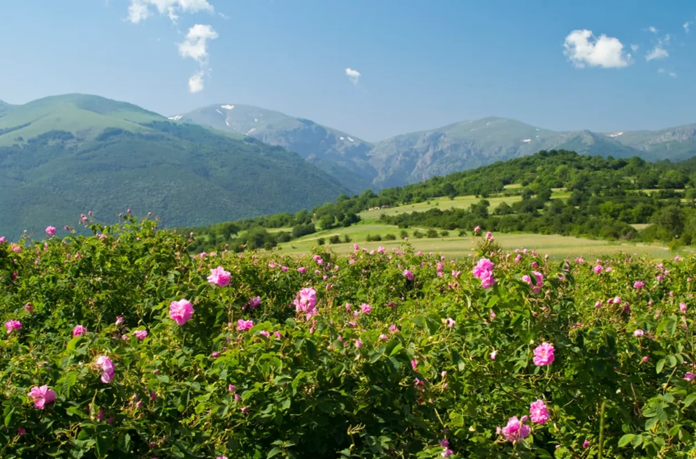 Rose Valley Bulgaria – A Fragrant Paradise