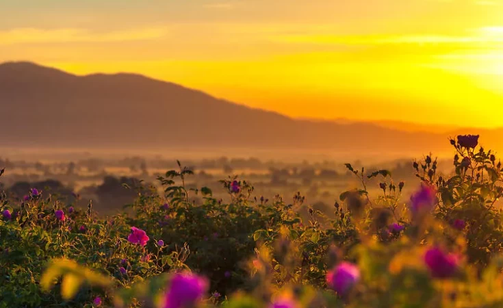 bulgaria's rose valley